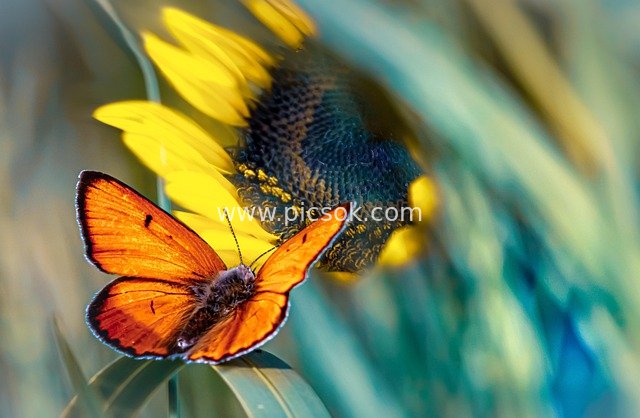 Orange Butterfly Resting Beside Sunflower - HD Nature, Flower & Insect Wallpaper