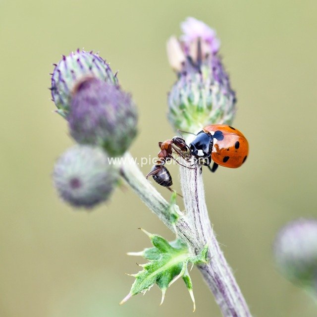 Macro Shot: Natural Encounter of Ladybug & Ant on Thistle
