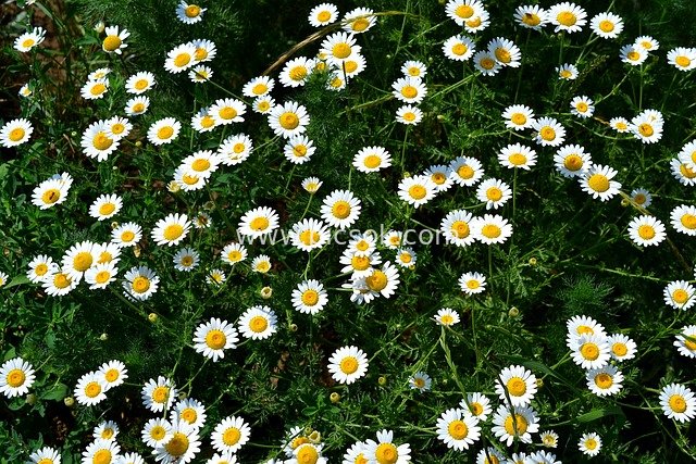 白色小雏菊绽放 清新户外花草景观