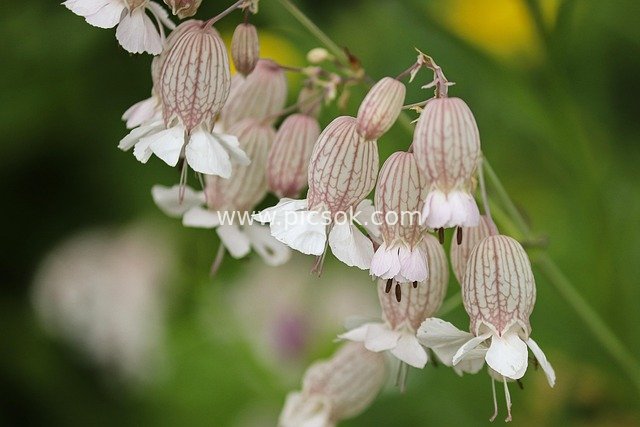 白玉草（泡泡蝇子草）特写 自然花园野花绽放