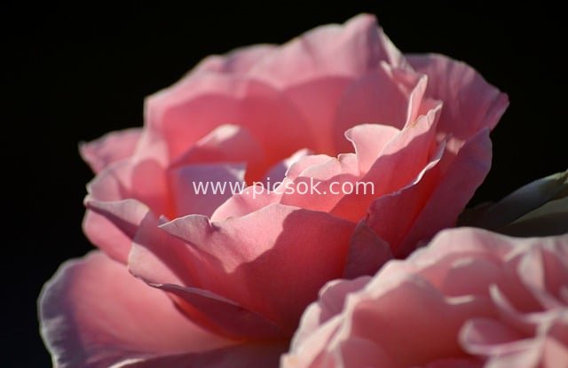 粉色玫瑰特写 暗背景背光花卉高清壁纸